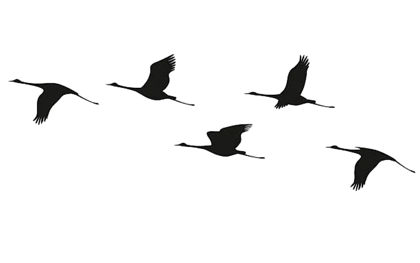 grullas
